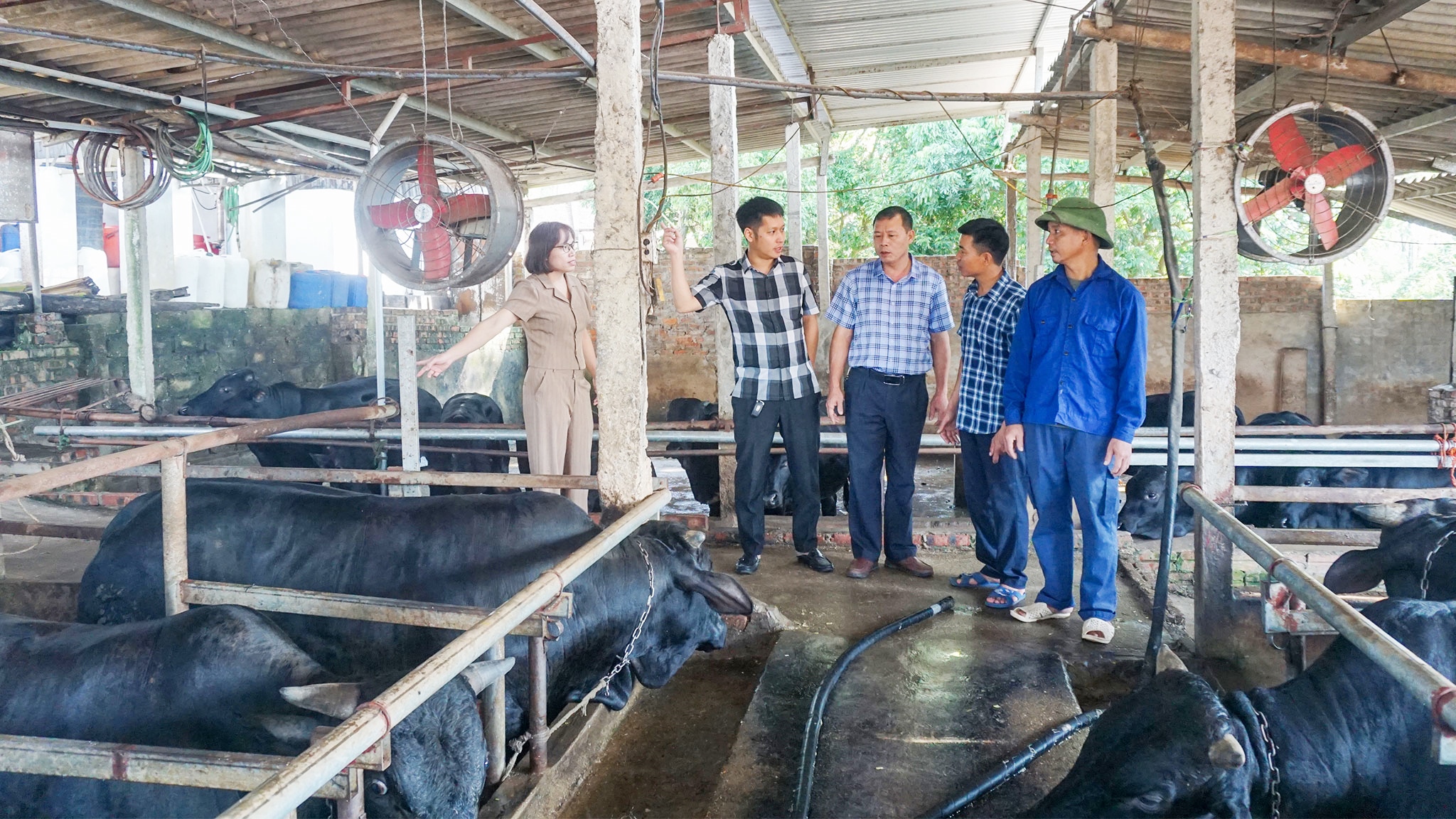 Hướng dẫn công tác đảm bảo an toàn và phát triển đàn gia súc sau mưa lũ