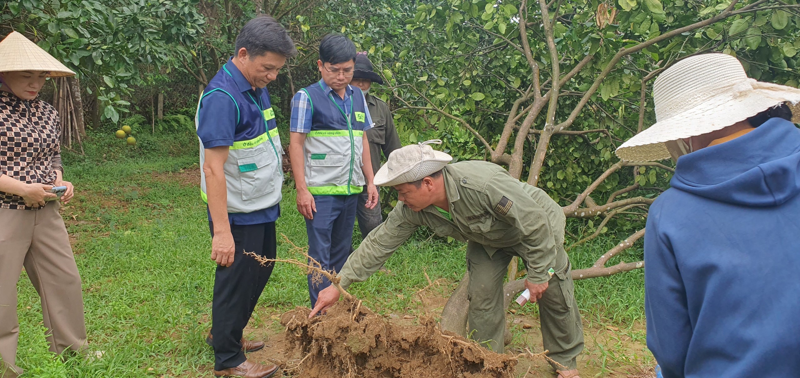 Hướng dẫn phục hồi vườn cây ăn quả sau bão lũ