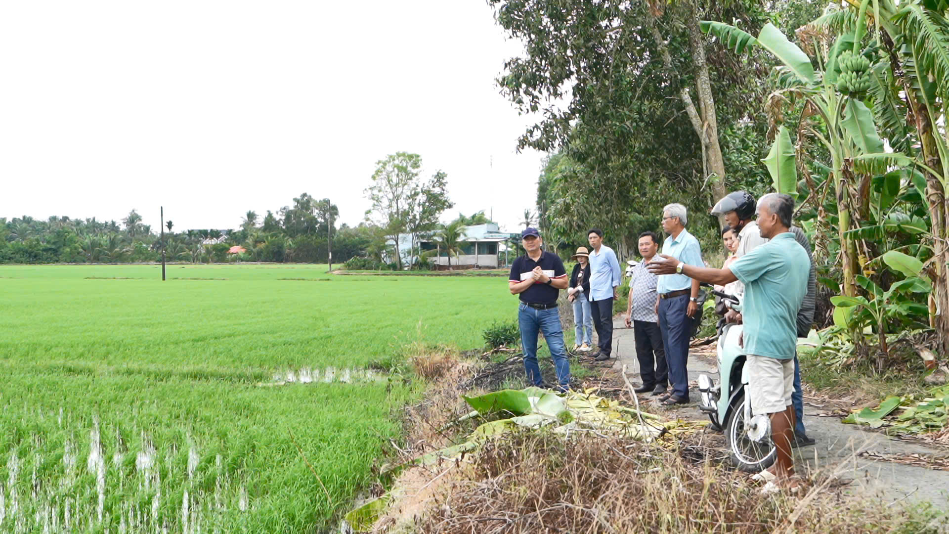 Liên kết sản xuất lúa chất lượng cao và phát thải thấp vùng ĐBSCL