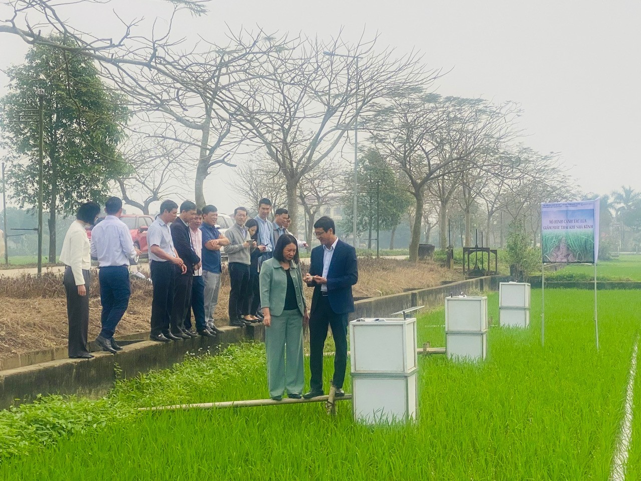 Hải Phòng mở rộng mô hình sản xuất lúa giảm phát thải, hướng tới nông nghiệp xanh bền vững