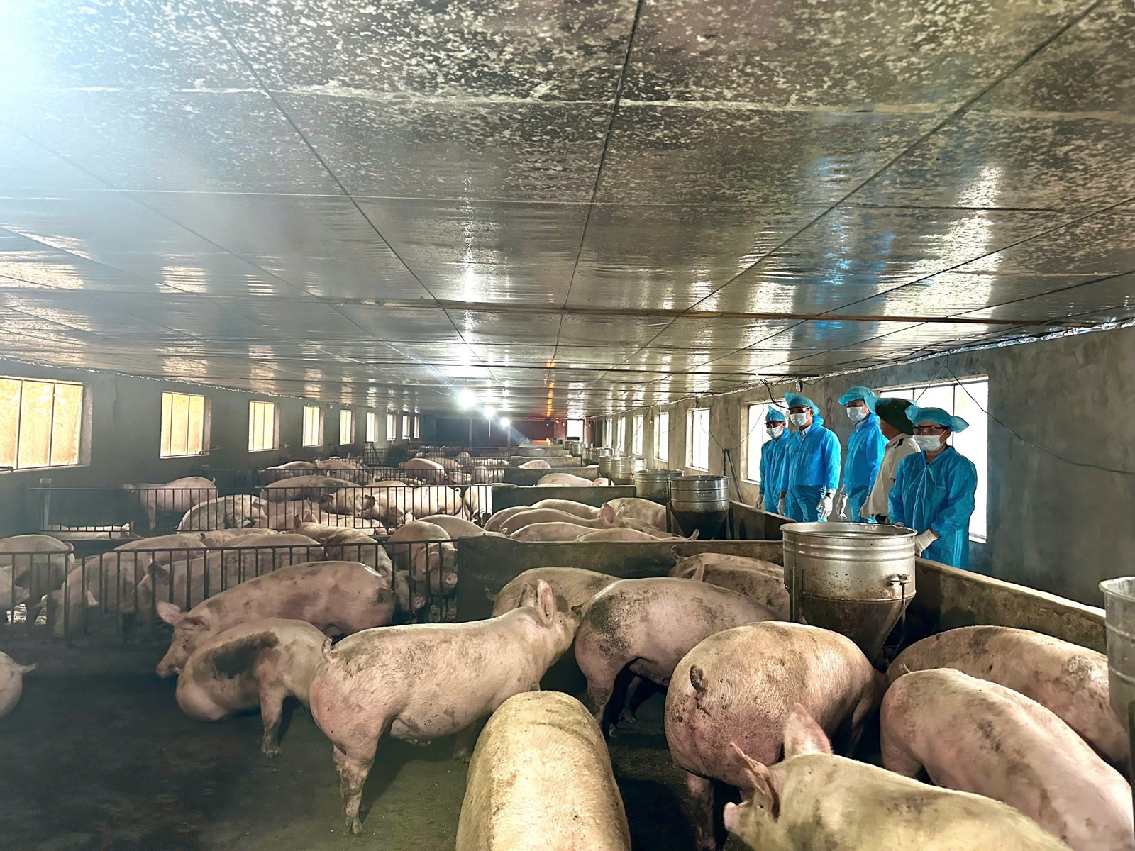 Một số kết quả của dự án “Xây dựng mô hình chăn nuôi lợn thịt chứng nhận VietGAHP gắn với liên kết tiêu thụ sản phẩm” tại Nghệ An và Hà Tĩnh năm 2025