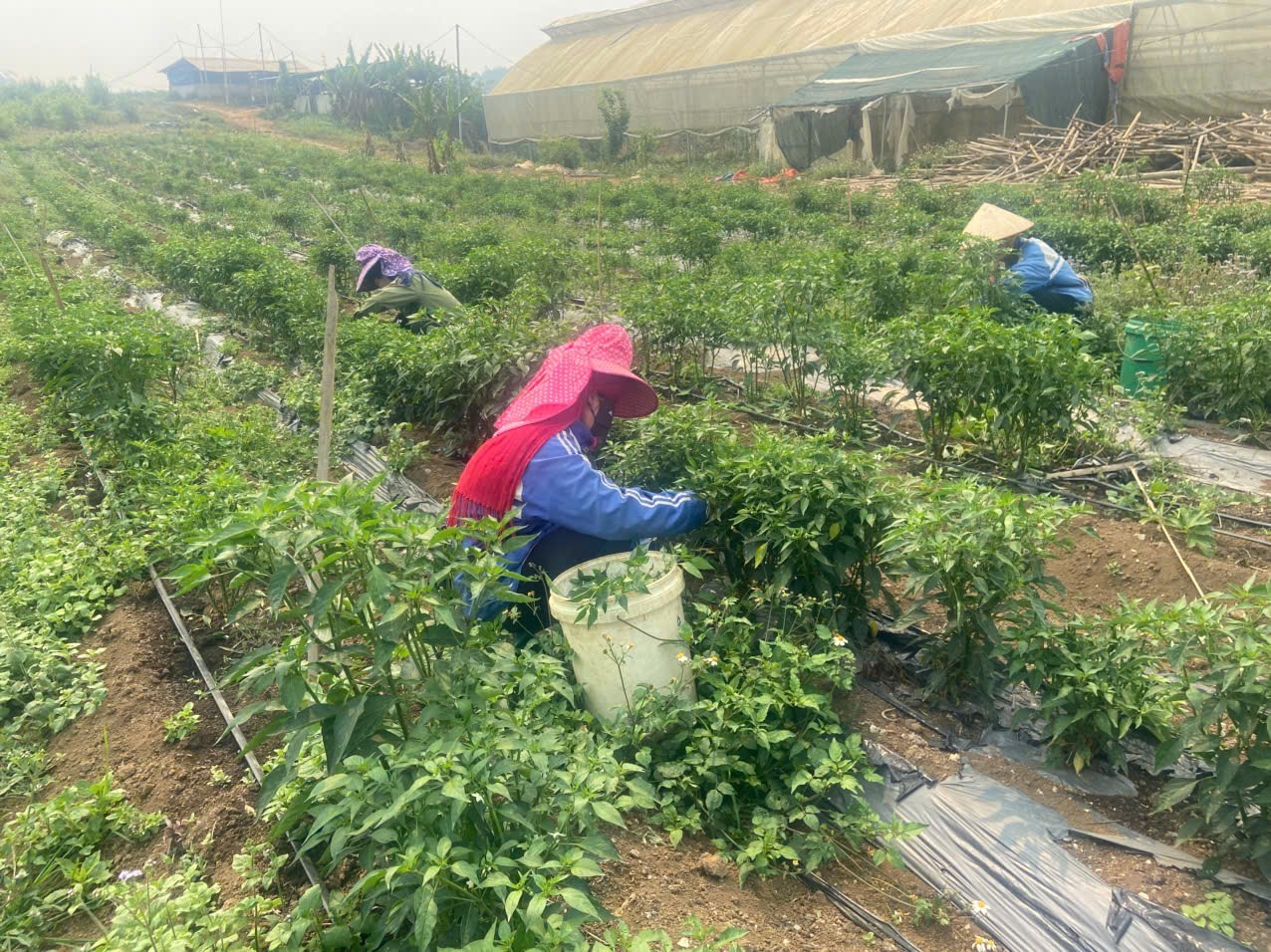 Liên kết trồng ớt giúp nông dân Phiêng Cằm nâng cao thu nhập