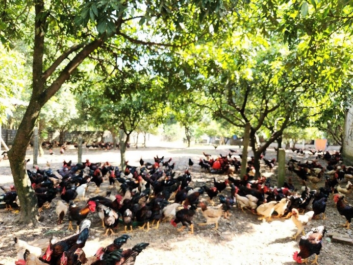 Kỹ thuật chăn nuôi gà theo hướng hữu cơ