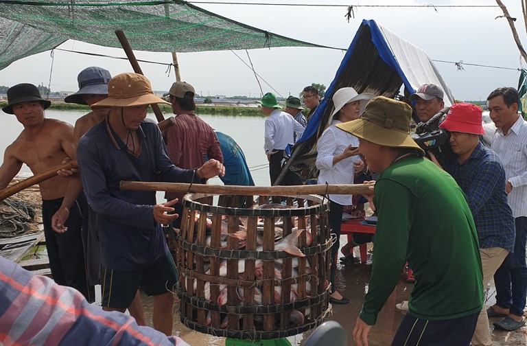 Phòng bệnh cho cá tra trong mùa mưa