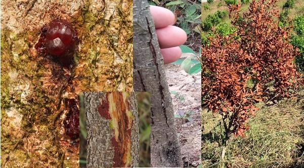 Bệnh xì mủ, bọ xít muỗi gây hại trên cây mắc ca và kỹ thuật phòng, chống