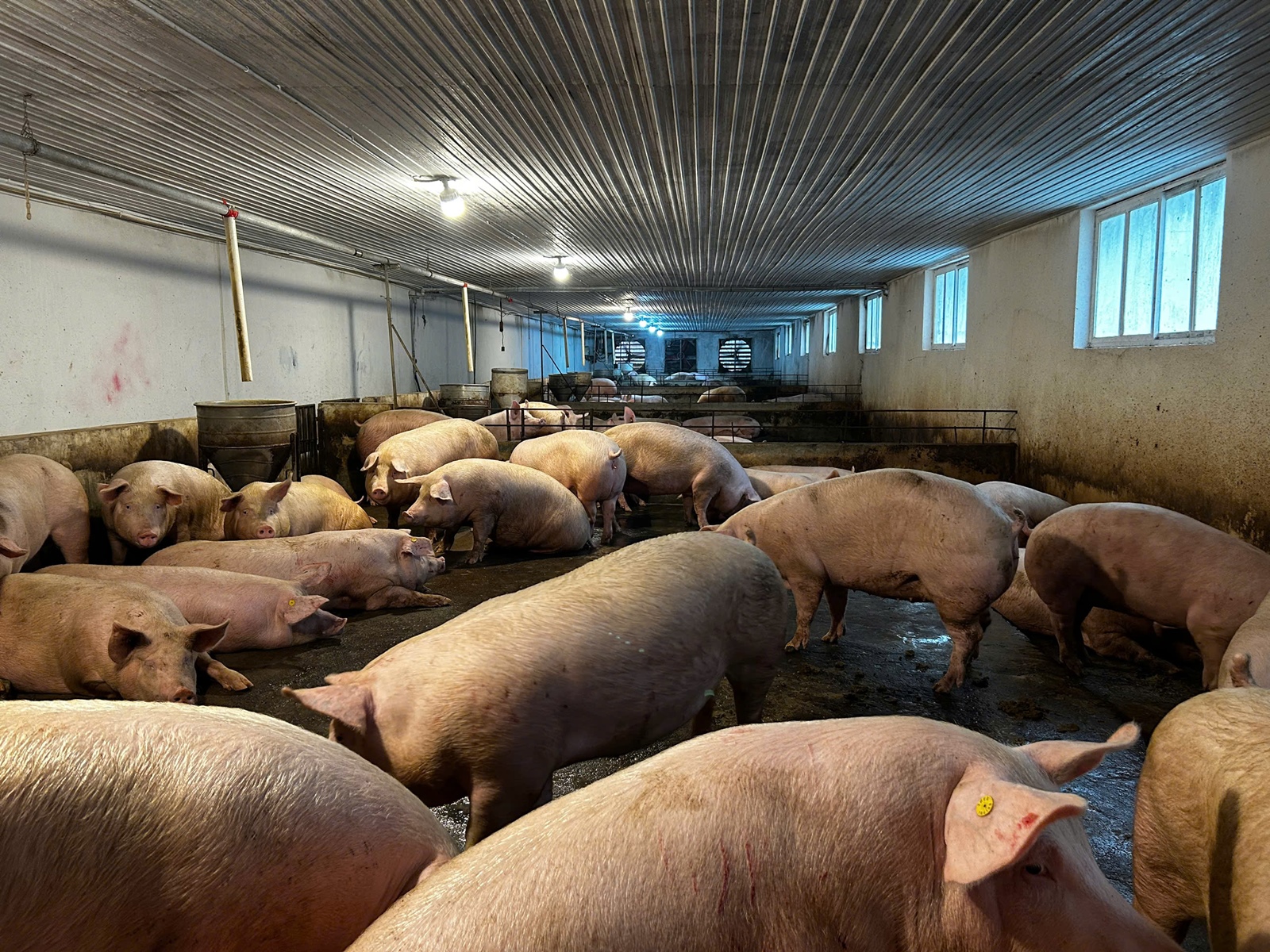 Bệnh dịch tả lợn châu Phi và các biện pháp phòng, chống