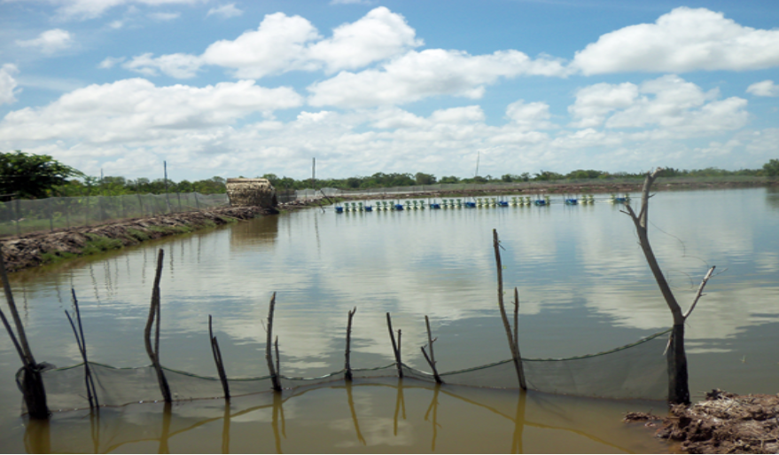 Kỹ thuật nuôi sò huyết kết hợp tôm sú