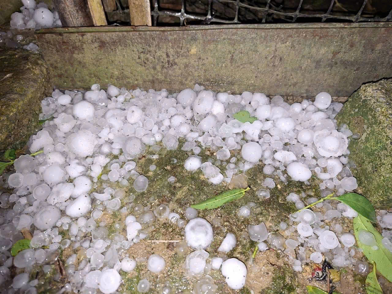 Mưa đá tại Bắc Hà gây thiệt hại cho sản xuất nông nghiệp