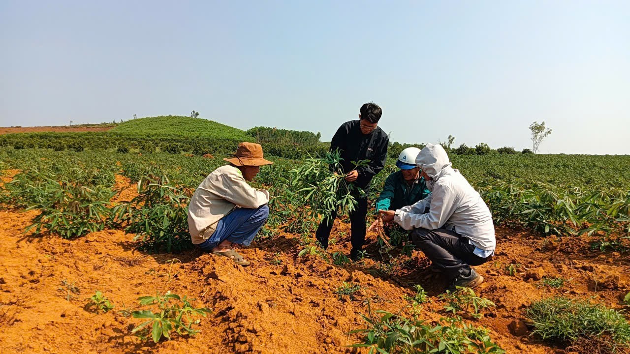 Đắk Lắk Chủ động kiểm tra và hướng dẫn khắc phục dịch bệnh trên cây sắn