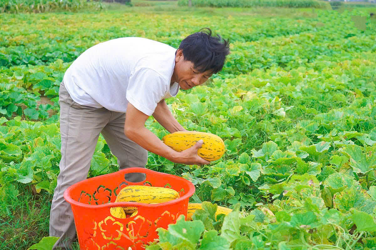 Hà Tĩnh Dưa bở Cổ Đạm được mùa, được giá