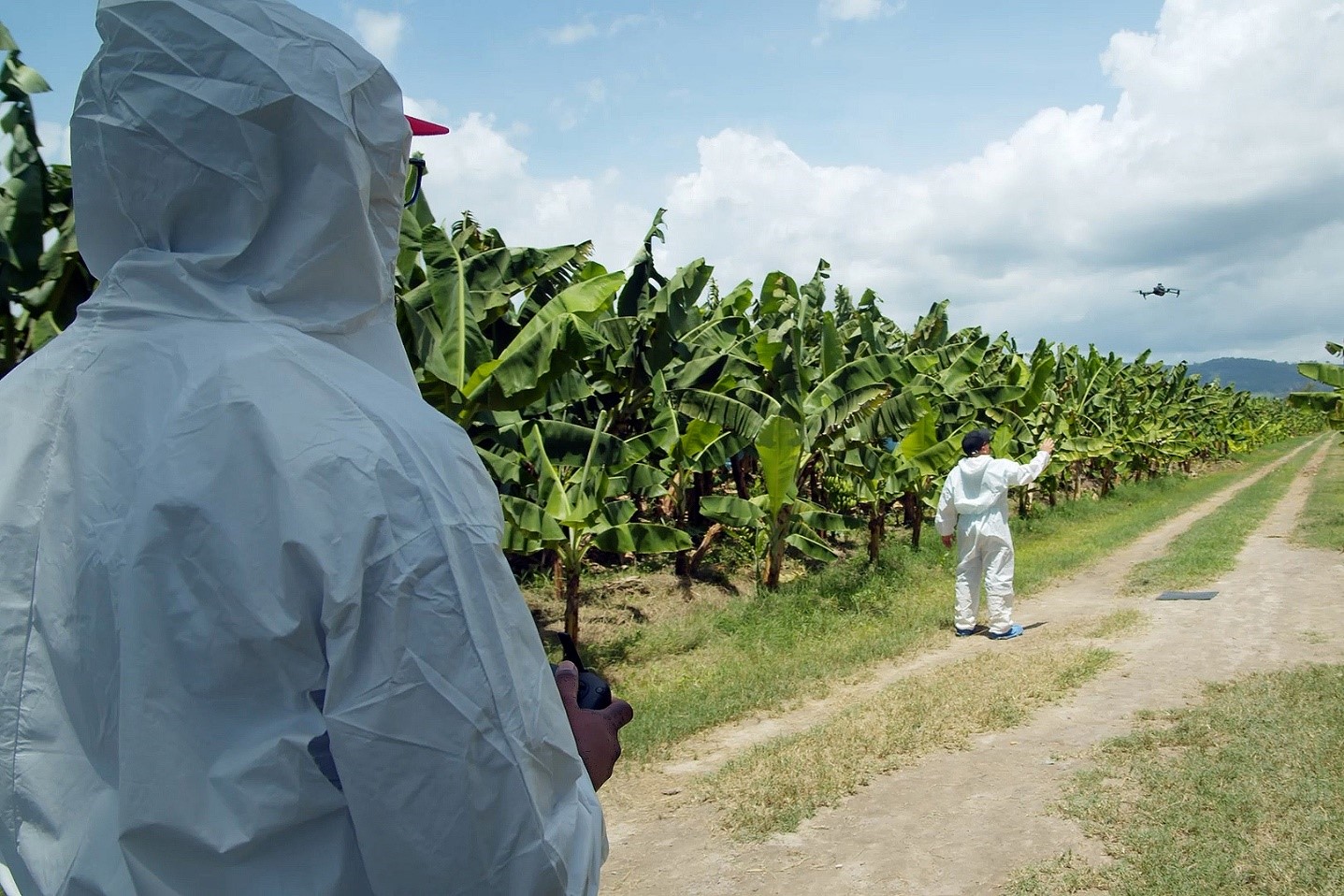 Venezuela chuyển đổi mô hinh sản xuất ứng phó với bệnh héo rũ Panama trên cây