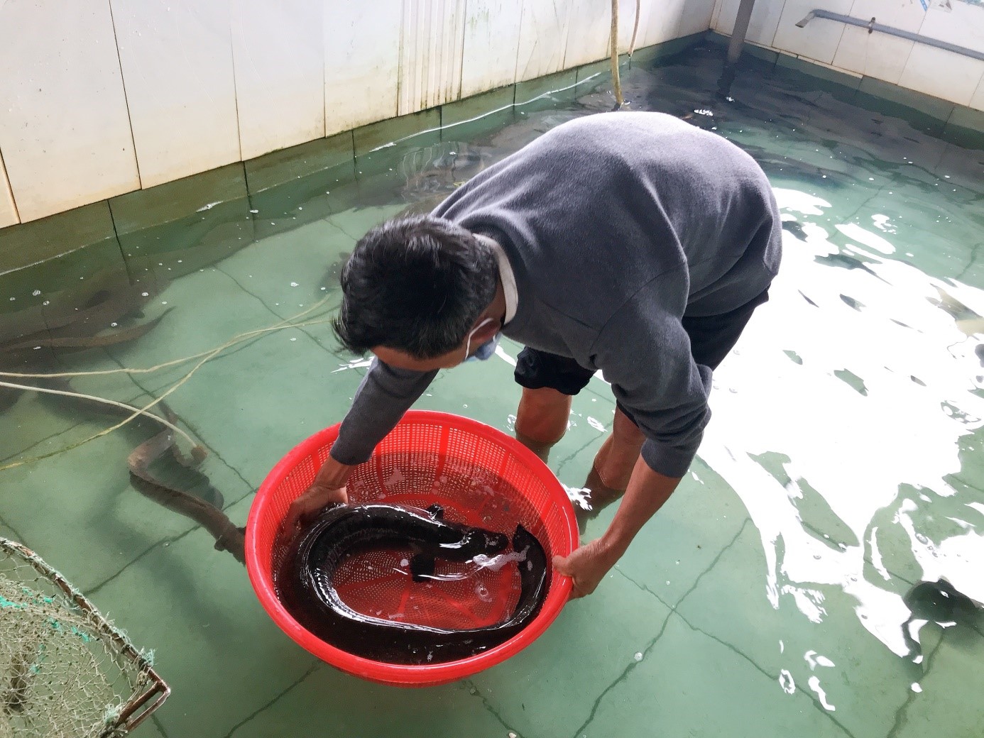 Nuôi cá chình bông bằng công nghệ RAS Hướng đi mới cho người nuôi thủy sản trên địa bàn tỉnh Gia Lai