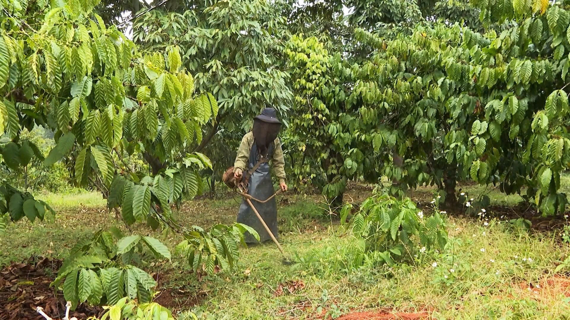 Lâm Đồng Giải pháp chăm sóc cây trồng trong điều kiện nắng nóng, khô hạn và giá vật tư tăng cao năm 2026
