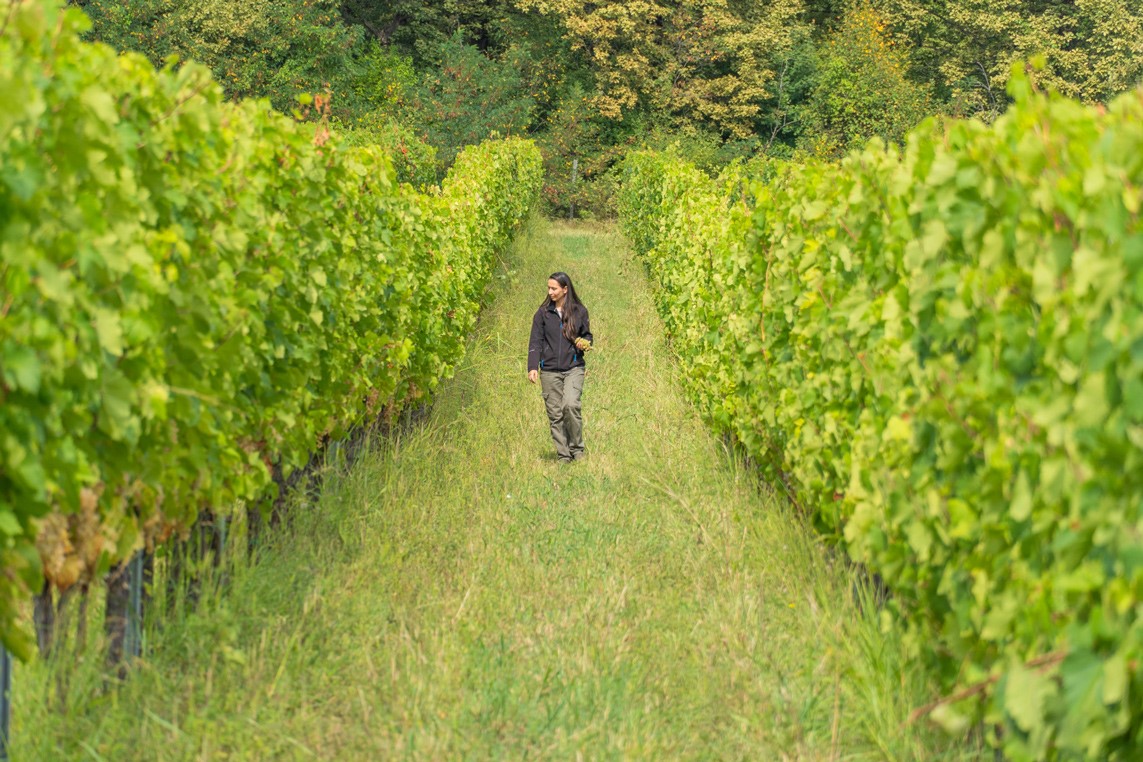 Thành công từ giải pháp sinh học trong trồng nho tại Georgia