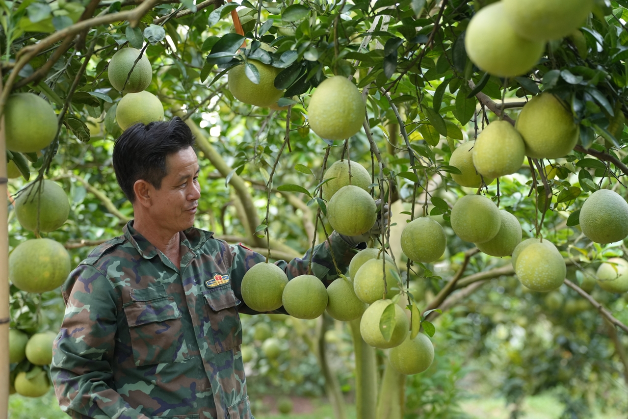 Vườn bưởi da xanh trên vùng đất vải thiều