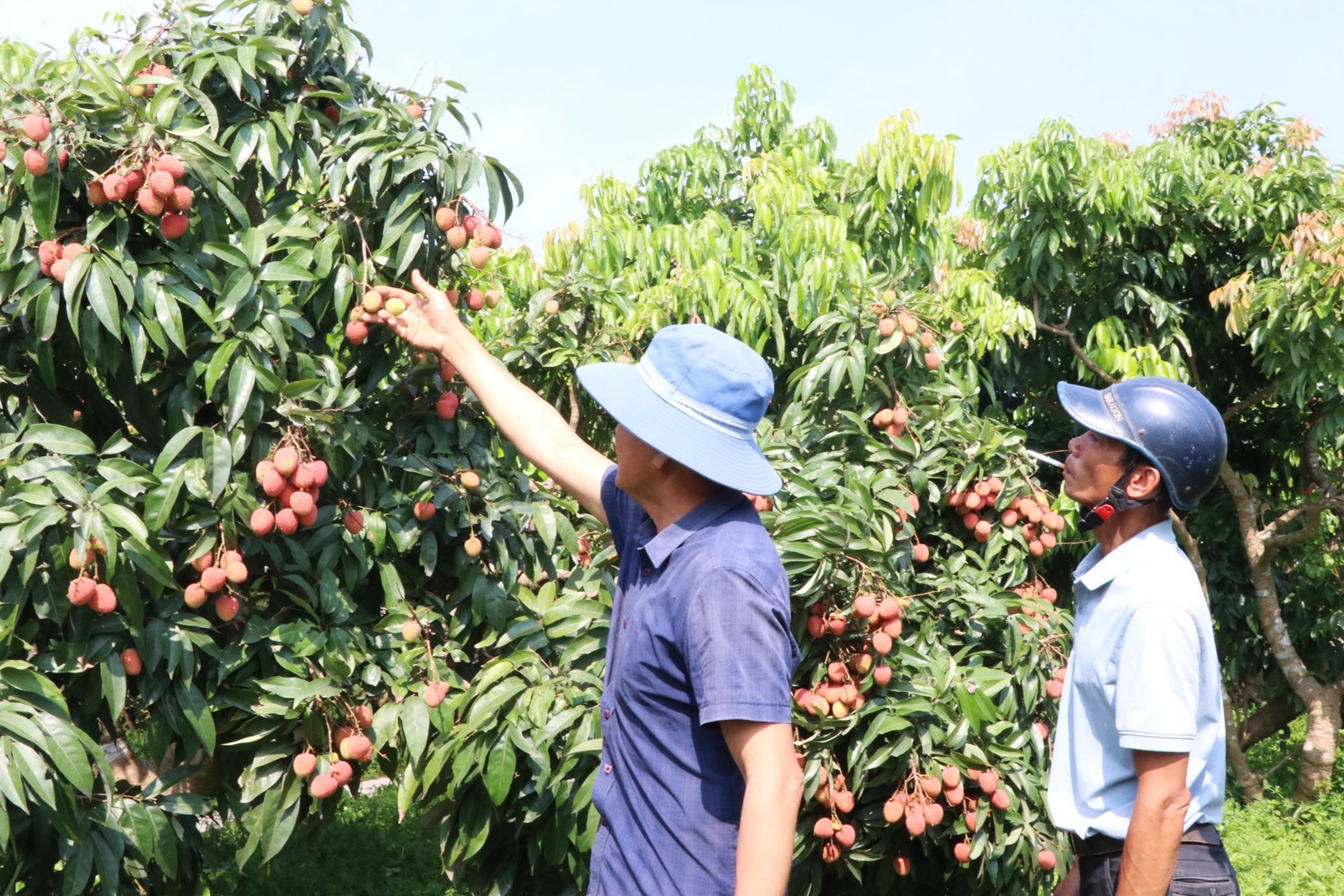 Hiệu quả trong liên kết tiêu thụ sản phẩm trên vùng vải Thanh Hà