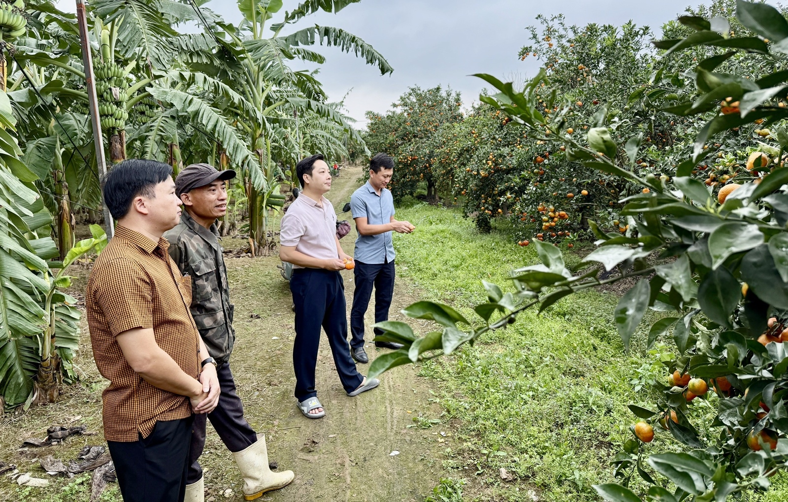 Hướng dẫn phương pháp phục hồi, nâng cao độ phì nhiêu đất trồng trồng cam
