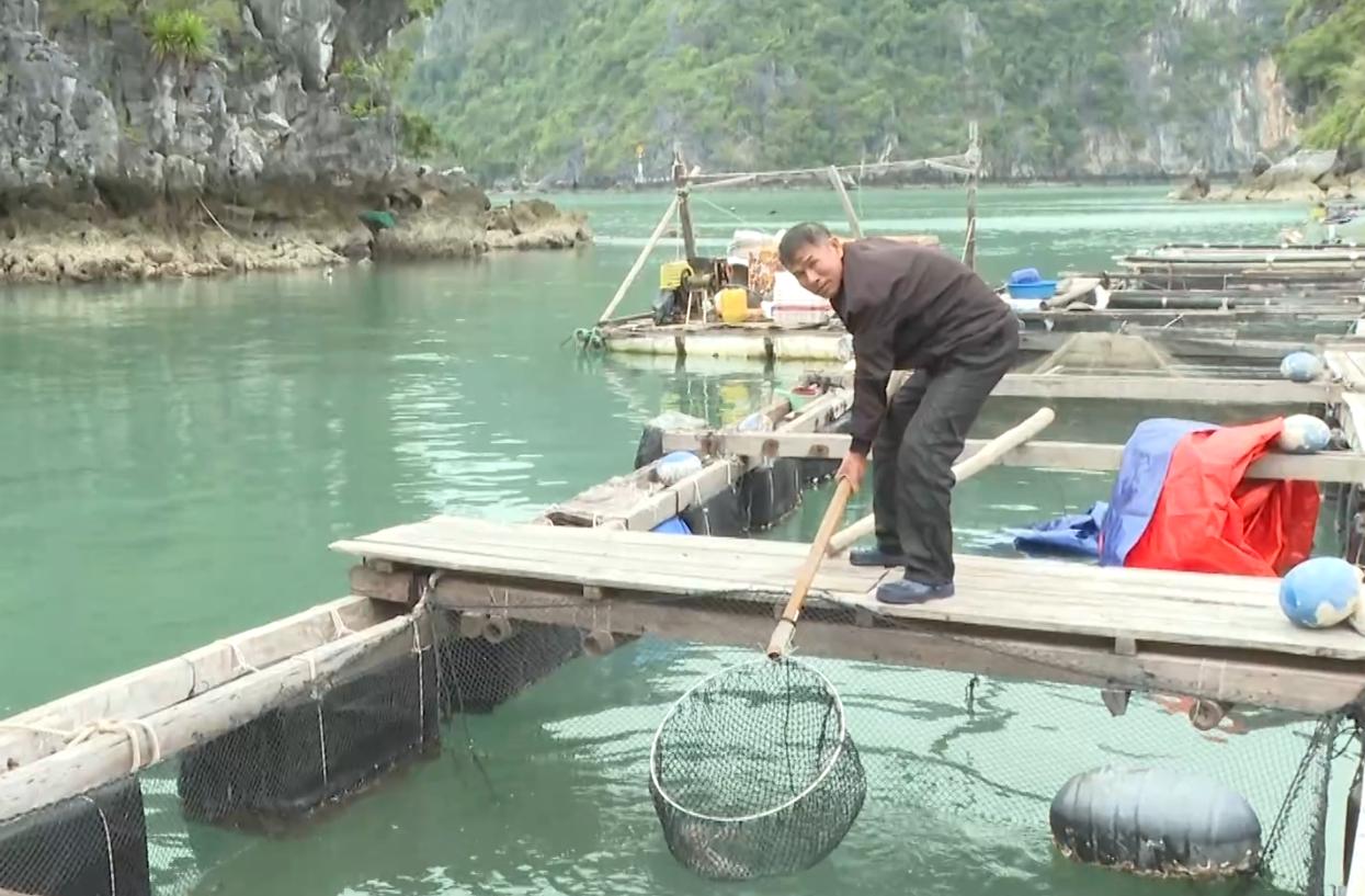 Hướng dẫn nuôi cá sủ đất trong lồng nuôi biển