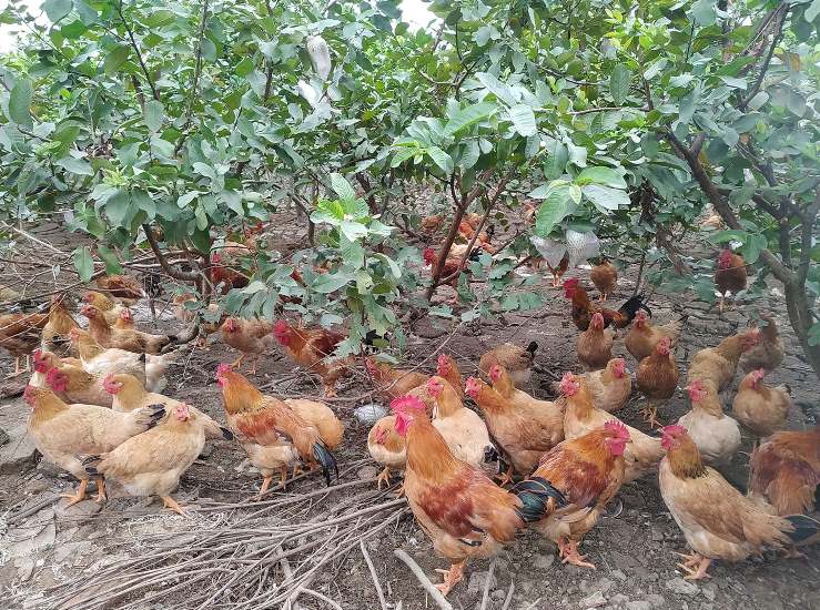 Kỹ thuật nuôi gà sinh sản hướng trứng