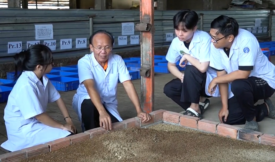 Hướng dẫn nuôi ruồi lính đen bằng phế phụ phẩm nông nghiệp và chất thải chăn nuôi