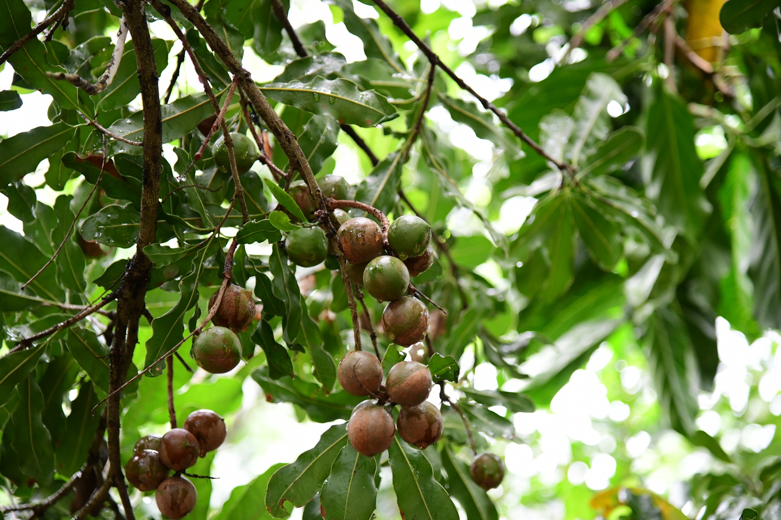 Hướng dẫn kỹ thuật nhân giống, trồng và ghép cải tạo tán cây mắc ca