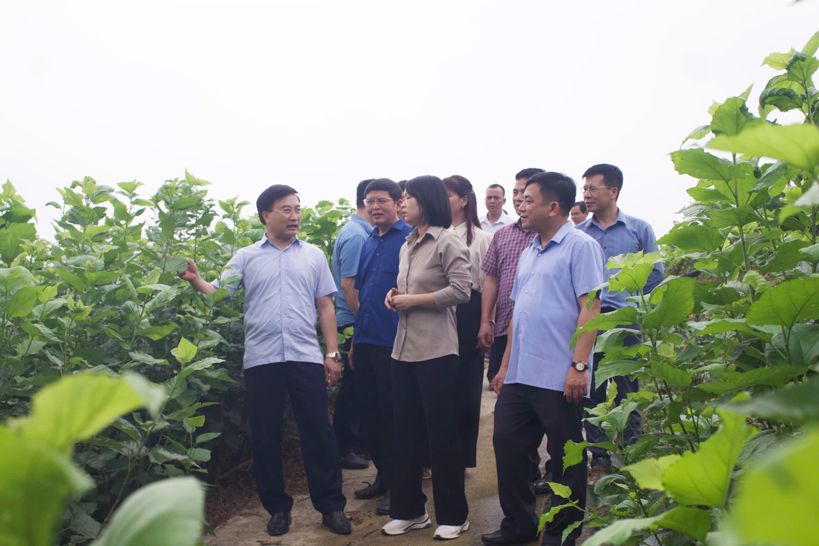 Tuyên Quang Những mô hình sản xuất nông nghiệp hiệu quả