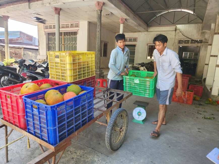 Vĩnh Long Mô hình trồng gấc gắn với bao tiêu sản phẩm – hướng sản xuất bền vững