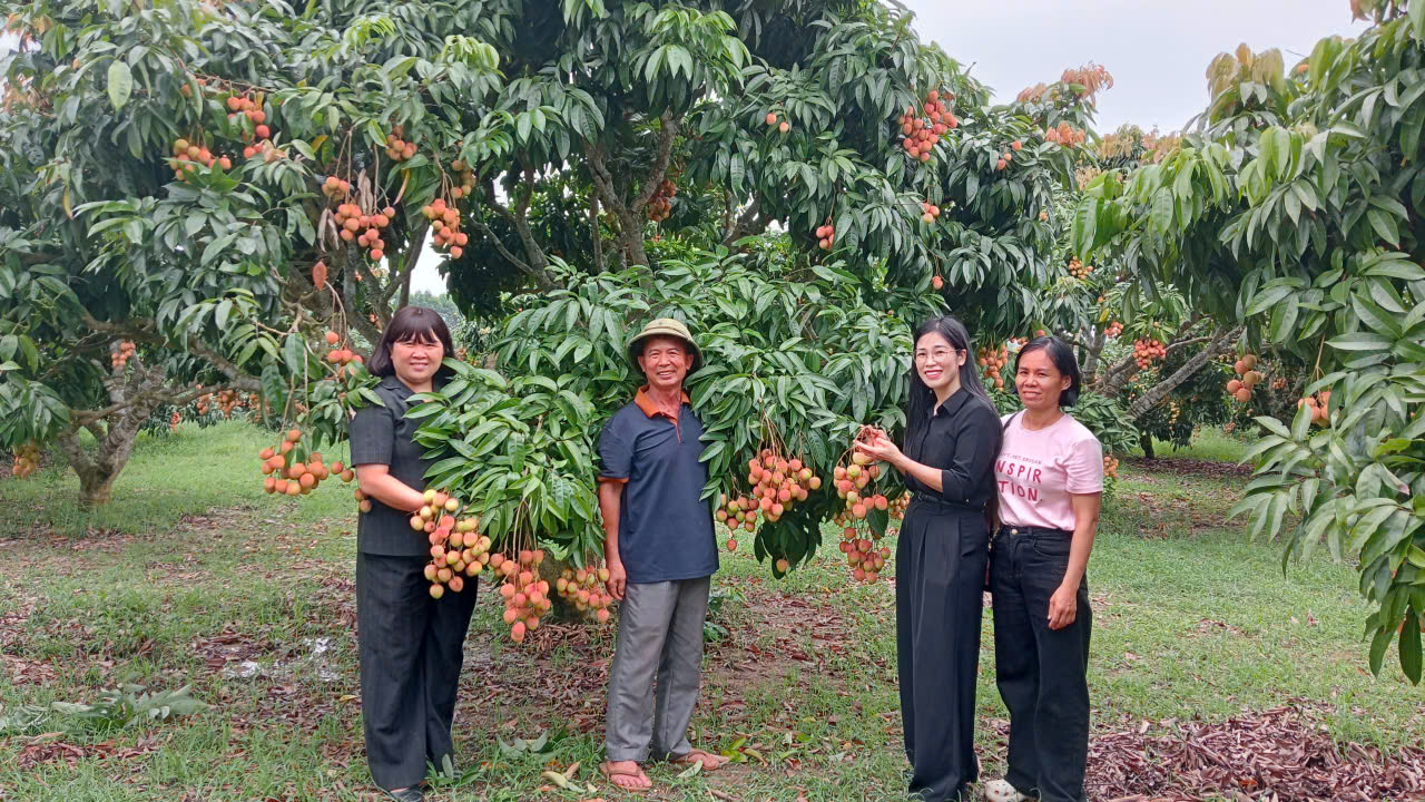 “Vườn vải đẹp” Nhã Nam – Tôn vinh nhà vườn, lan tỏa cách làm hay