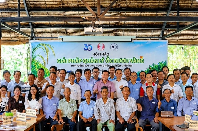 Đồng Tháp Tìm giải pháp quản lý ốc bươu vàng theo hướng nông nghiệp sinh thái