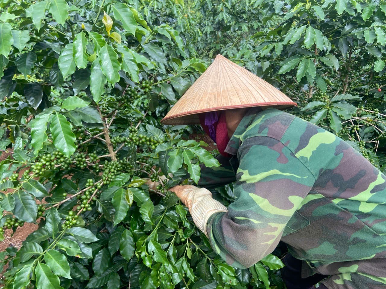 Hợp tác công tư – Động lực thúc đẩy canh tác cà phê thông minh thích ứng với biến đổi khí hậu tại Sơn La