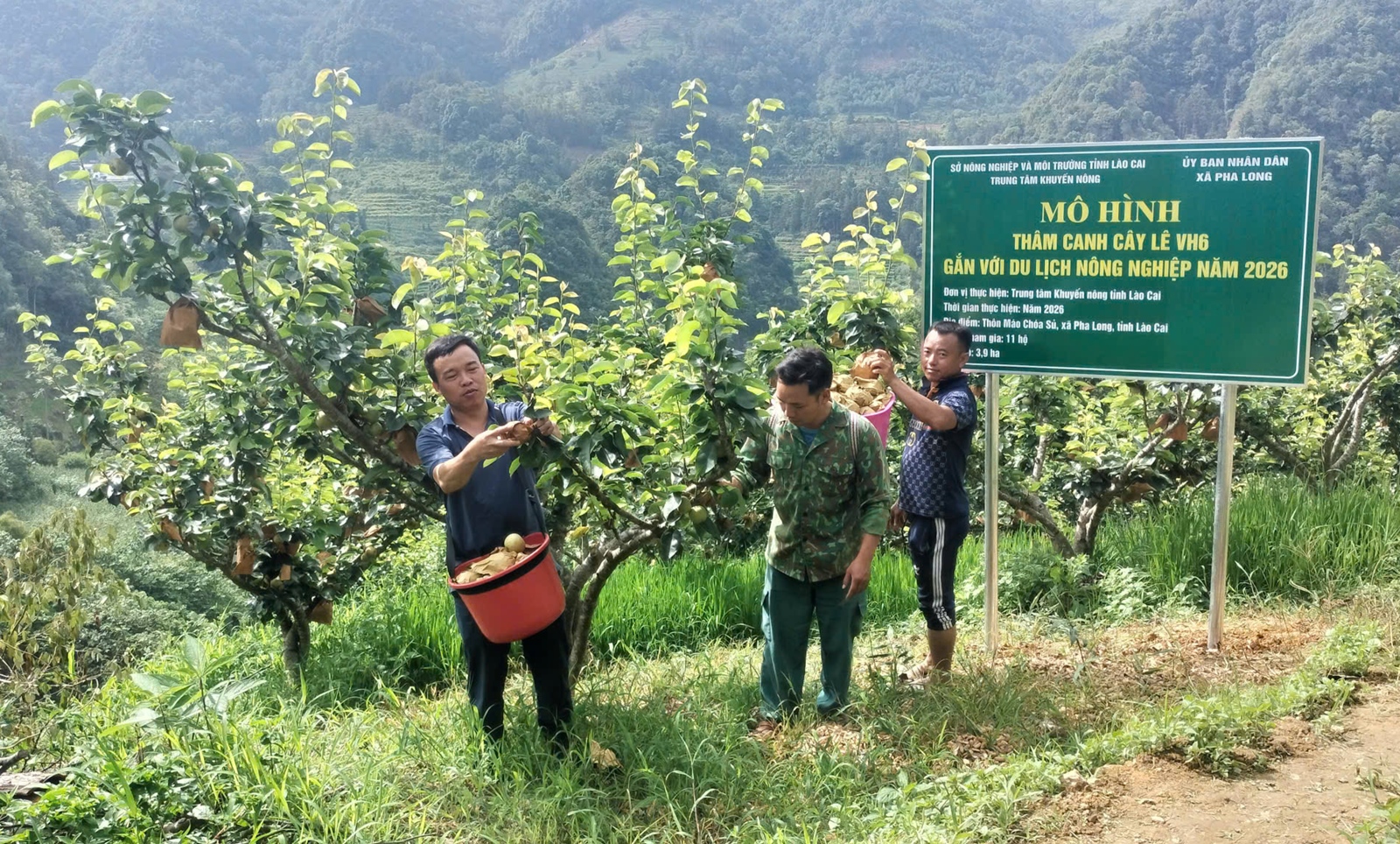 Vườn lê VH6 vào mùa quả ngọt Mở hướng phát triển du lịch nông nghiệp ở Pha Long