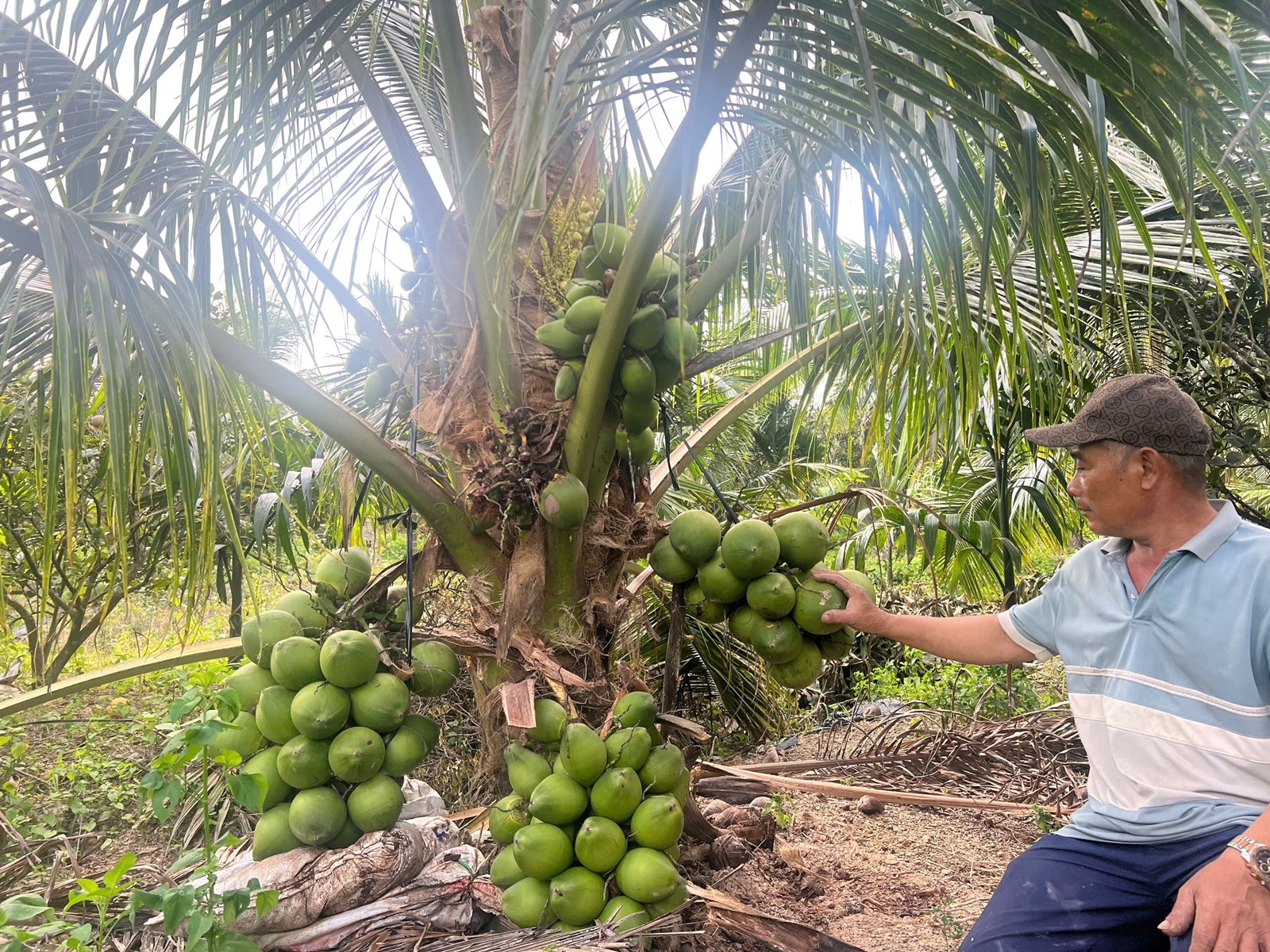 Lâm Đồng Chuyển đổi sang trồng dừa xiêm, nâng cao hiệu quả sản xuất