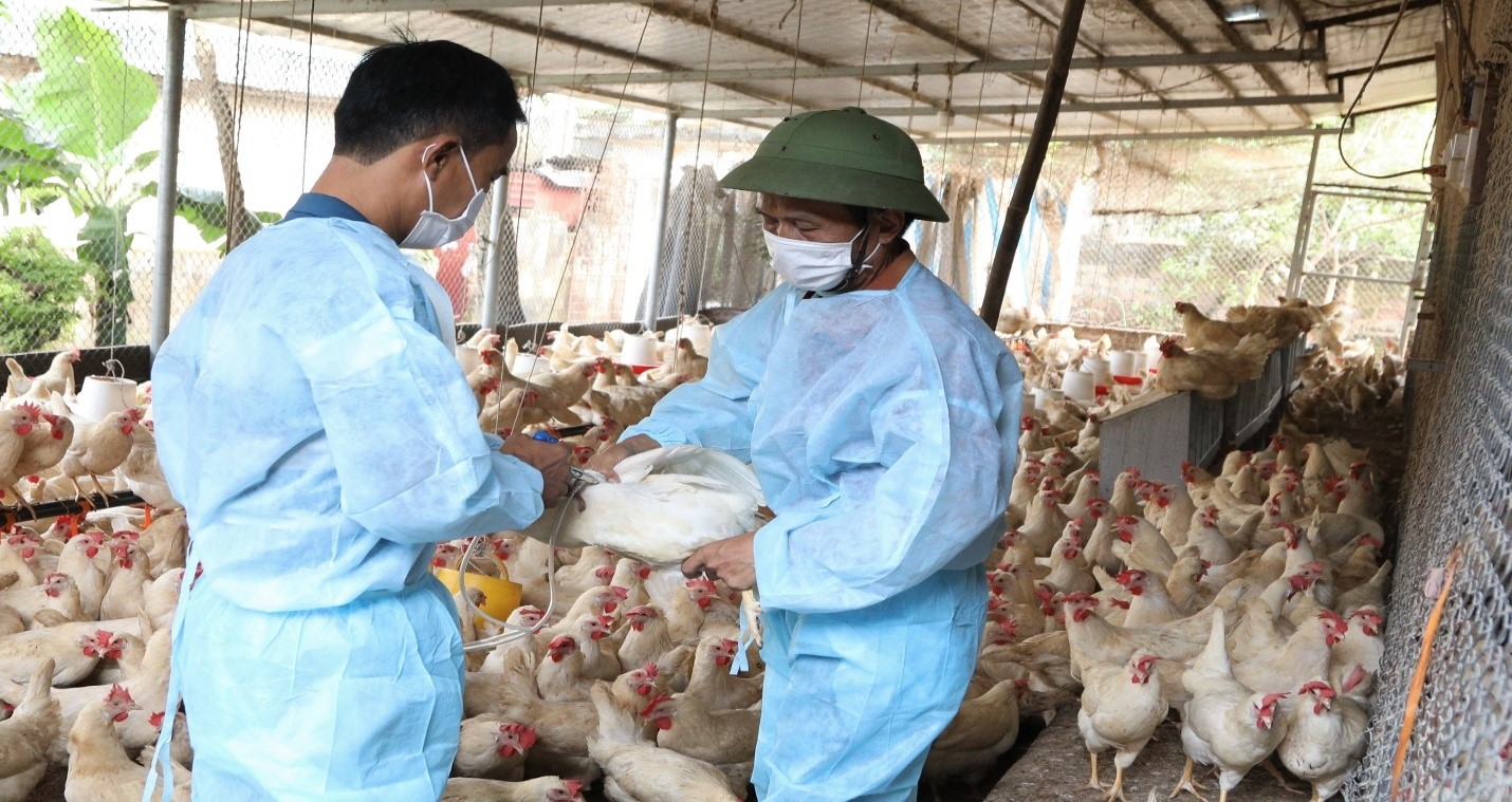 Phú Thọ Chủ động triển khai đồng bộ các biện pháp phòng, chống dịch bệnh trên đàn vật nuôi