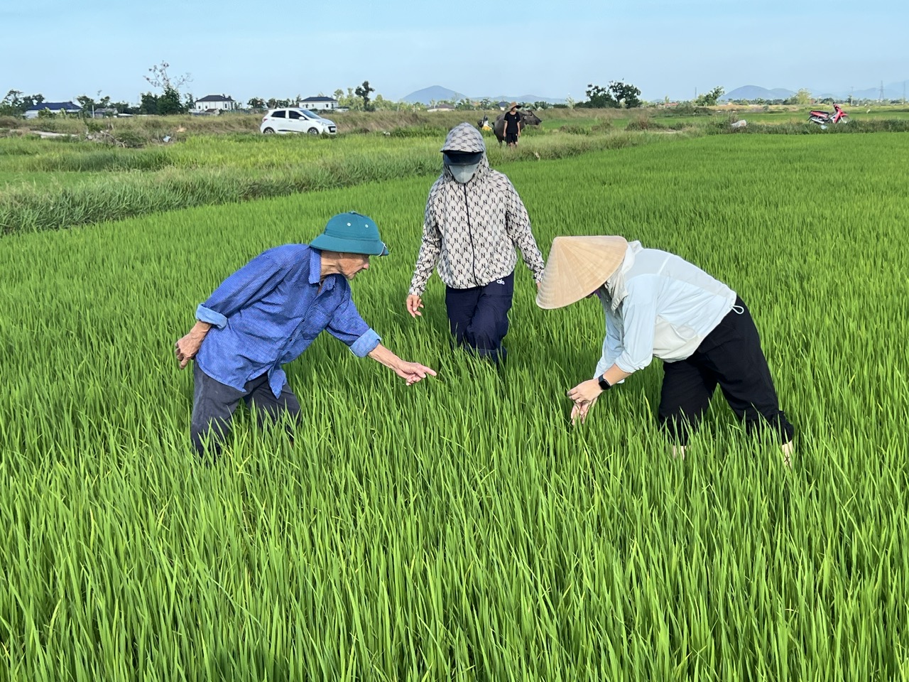Hà Tĩnh khẩn trương triển khai đồng bộ giải pháp phòng, trừ dịch hại trên lúa Hè Thu