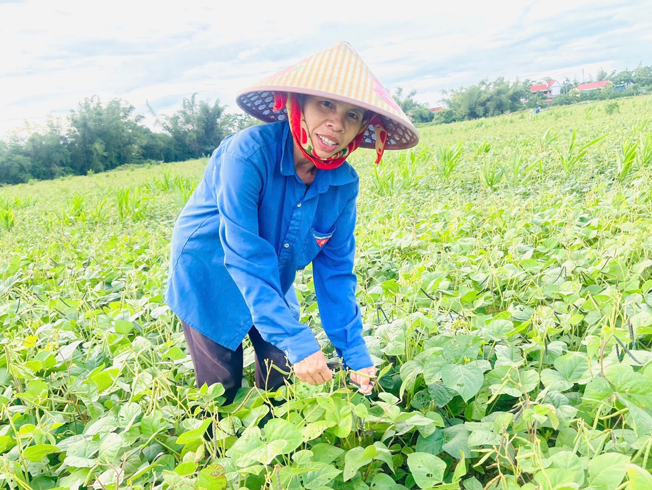 Hà Tĩnh Giá đậu xanh tăng, nông dân Đức Minh khẩn trương thu hoạch