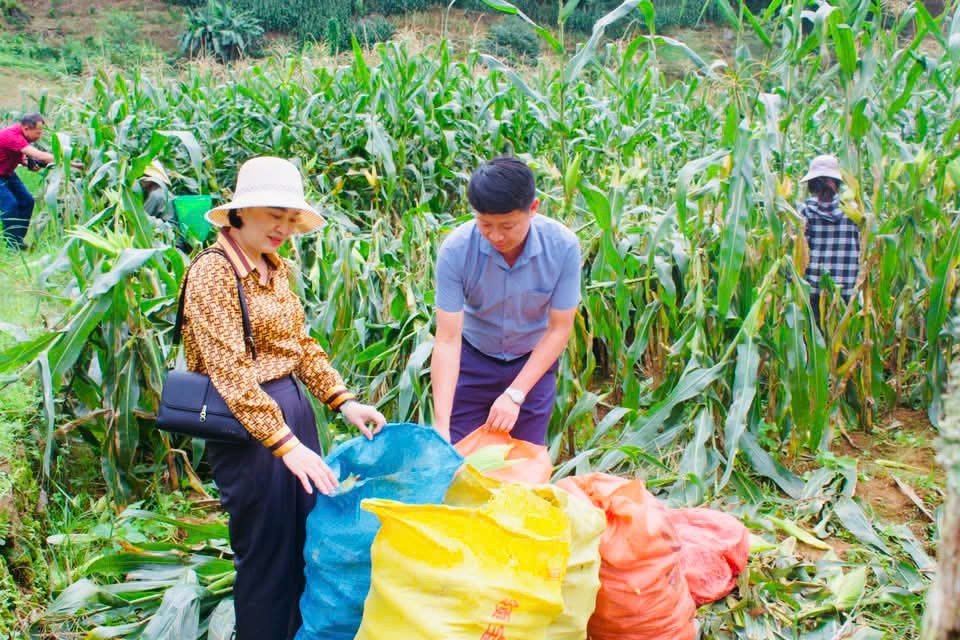 Liên kết bao tiêu giúp ngô ngọt trên đất cằn đạt giá trị 90 triệu đồng ha