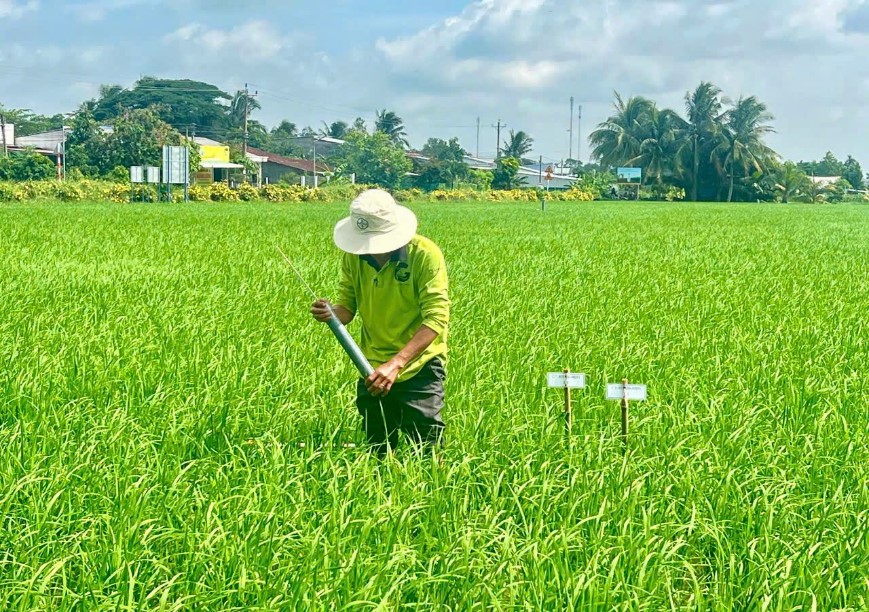 Khuyến nông Cần Thơ đồng hành nhân rộng mô hình canh tác lúa thông minh, giảm phát thải