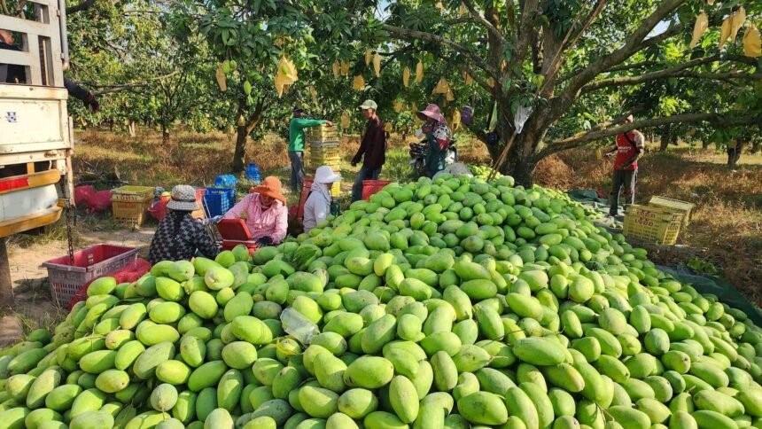 Trung Quốc siết chặt quy định nhập khẩu thực phẩm Doanh nghiệp cần chủ động thích ứng