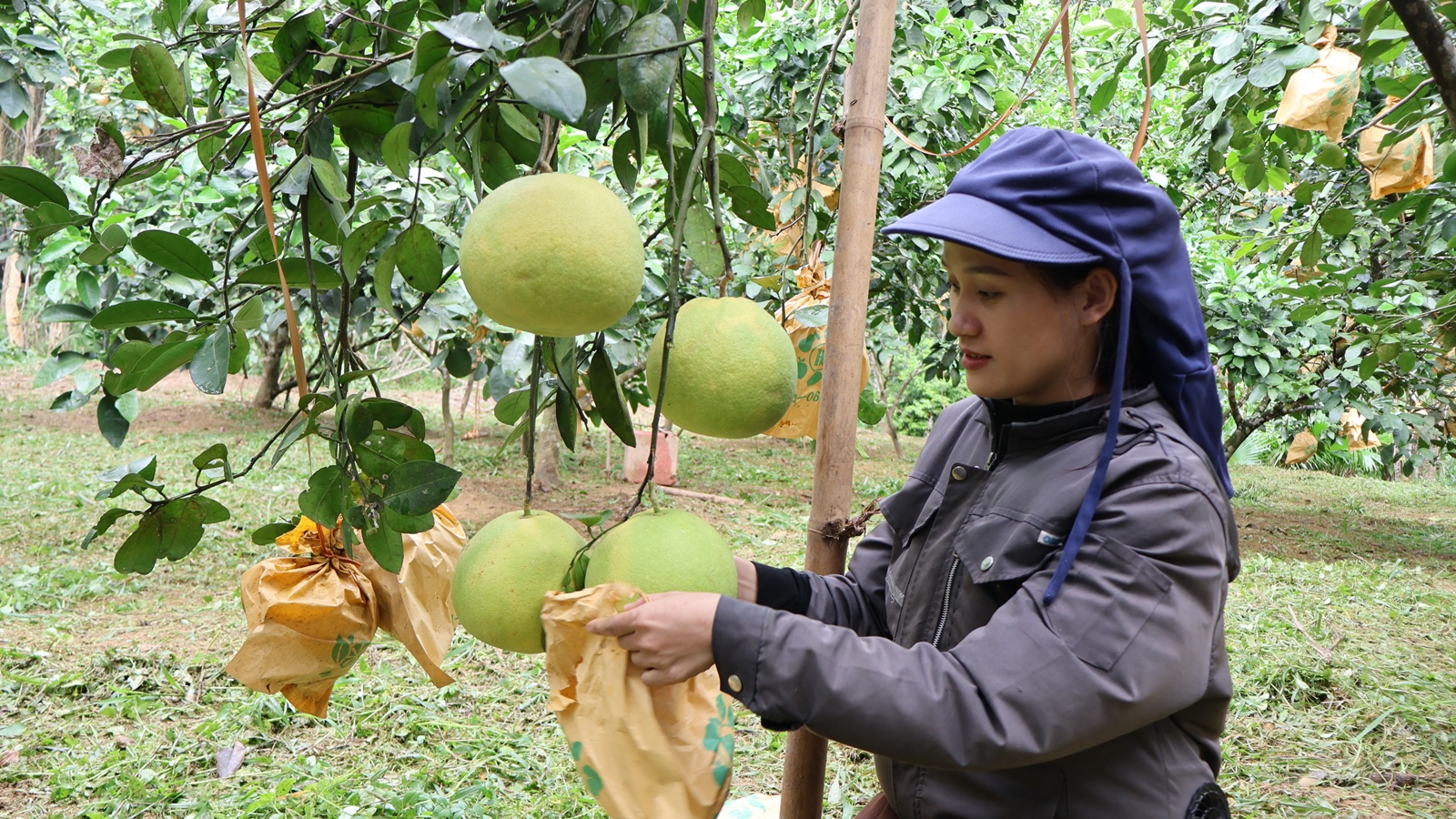 Hà Tĩnh Thủ phủ bưởi Phúc Trạch bước vào vụ thu hoạch