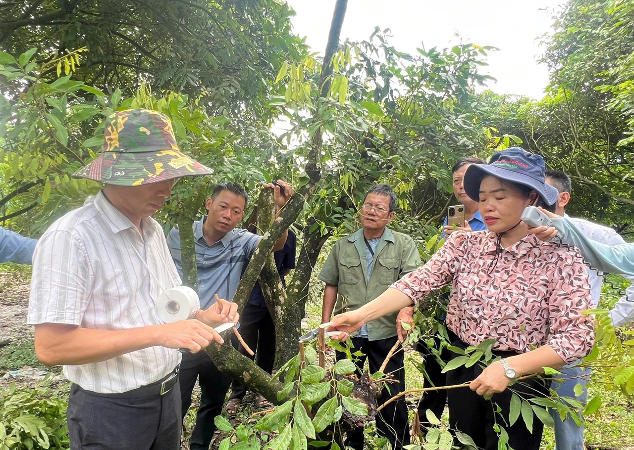 TTKNQG Tập huấn “Kỹ thuật ghép cải tạo nhãn Ánh Vàng 205” tại xã Thái Bình, tỉnh Tuyên Quang