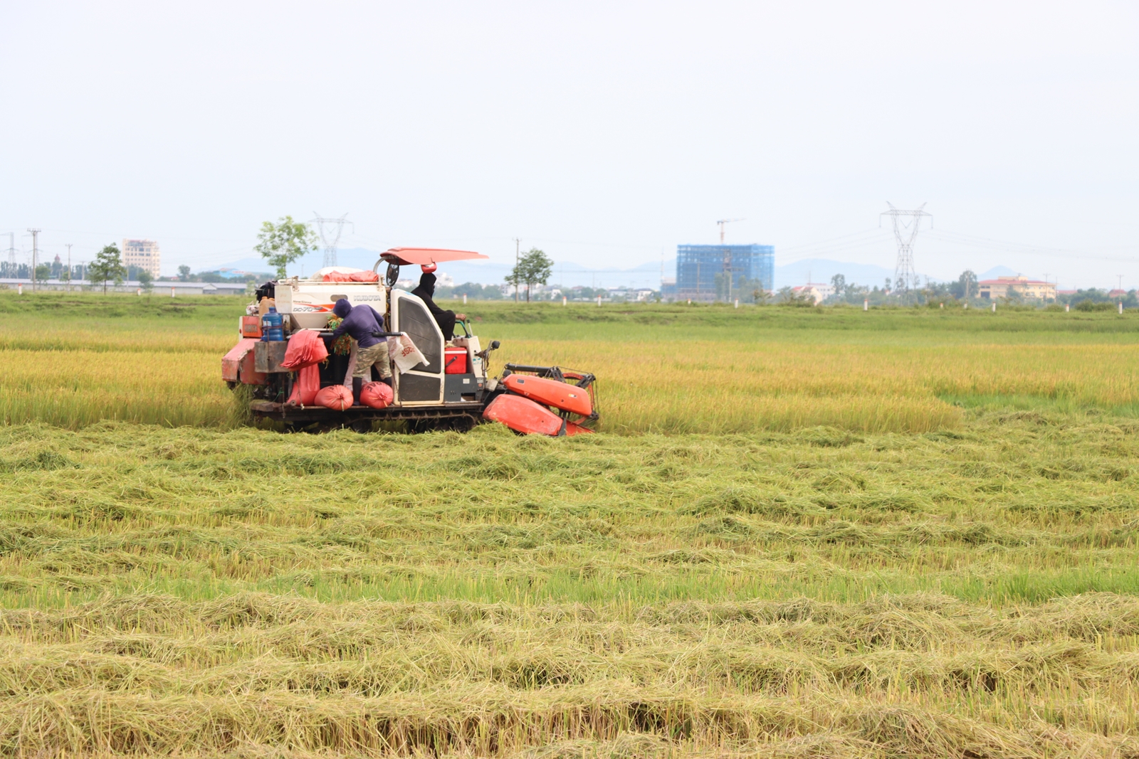 Hà Tĩnh Chủ động “chạy lụt”, thu hoạch sớm lúa Hè Thu ở vùng ngoài đê Đức Thọ