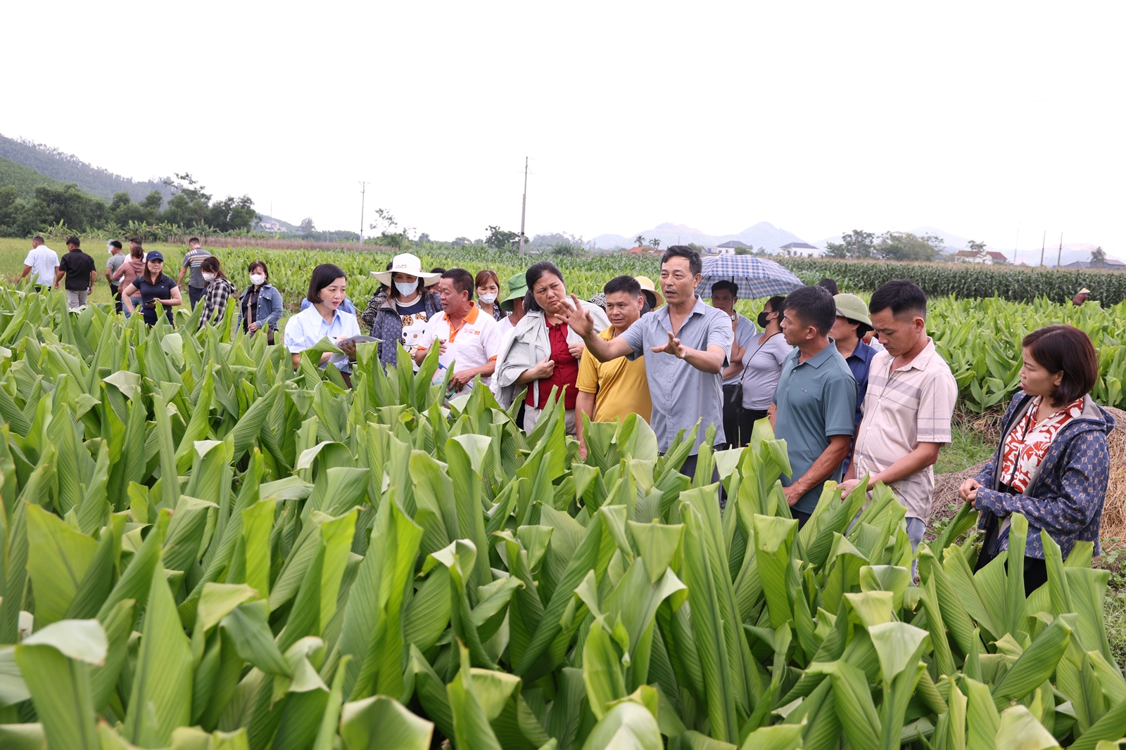 Thái Nguyên Tập huấn kỹ thuật canh tác và liên kết tiêu thụ nghệ theo chuỗi giá trị
