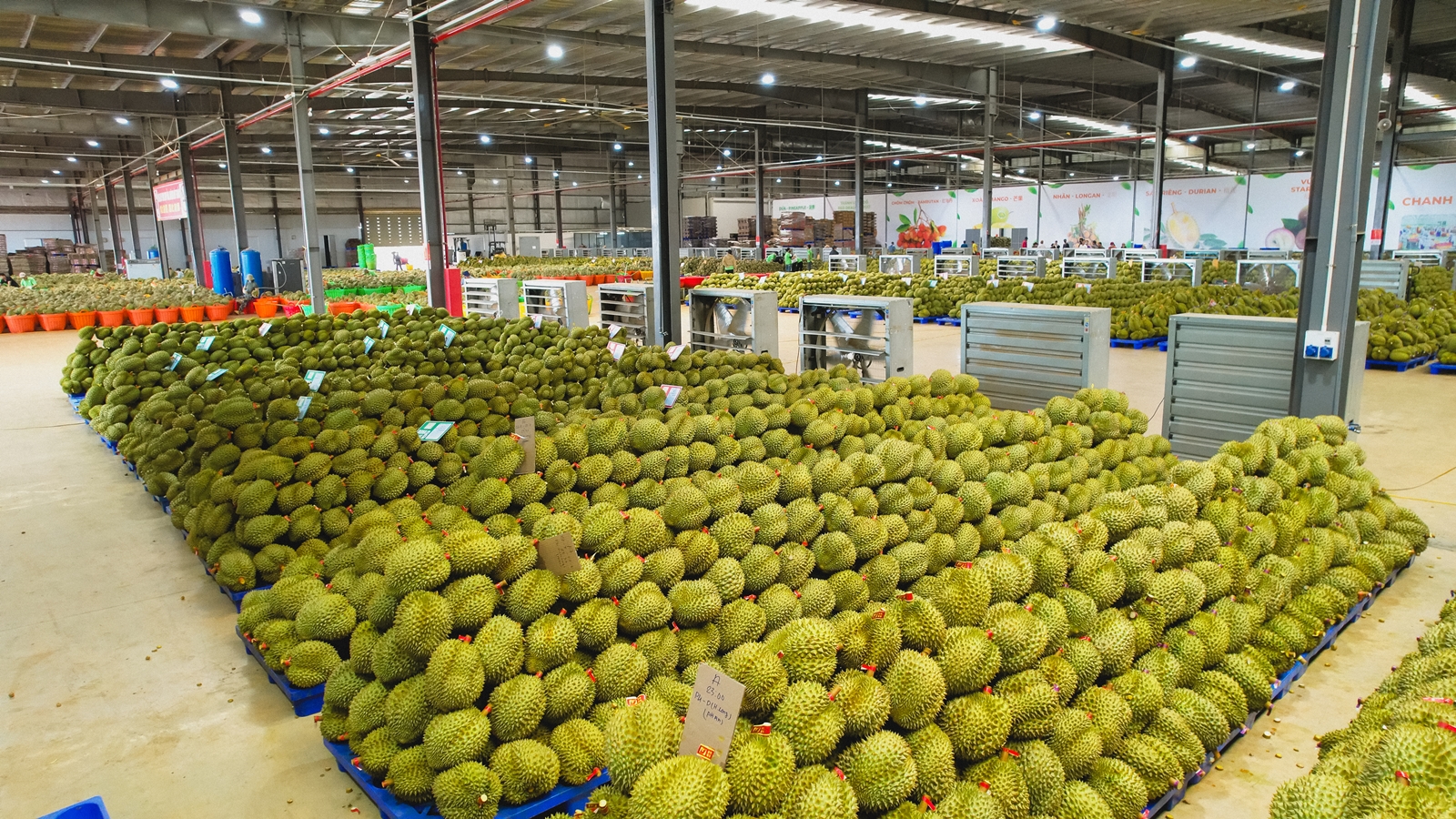 Tập huấn khuyến nông cơ sở về sản xuất sầu riêng an toàn và triển khai mã số vùng trồng