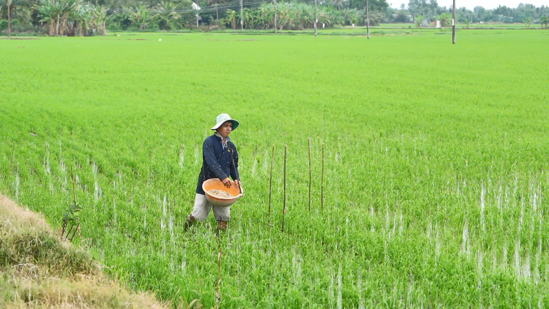 Đề án 1 triệu hecta lúa chất lượng cao Rà soát quy hoạch, chuẩn hóa kỹ thuật, xây dựng thương hiệu hạt gạo xanh