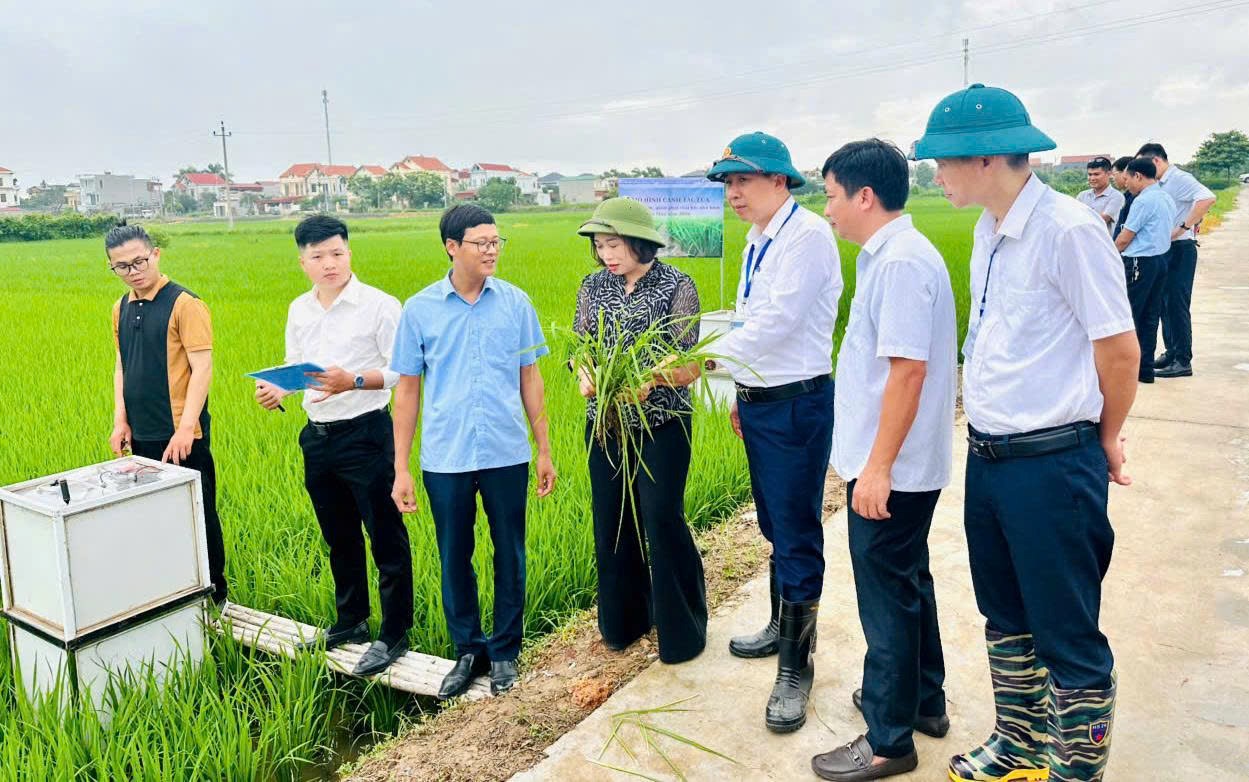 Hải Phòng Sơ kết dự án tưới ướt khô xen kẽ AWD , thúc đẩy sản xuất lúa giảm phát thải