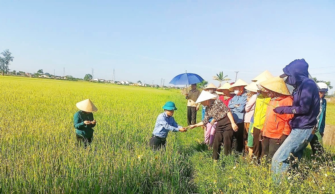 Phòng trừ sâu cuốn lá nhỏ lứa 6 và một số sinh vật gây hại cuối vụ trên lúa vụ Mùa tại các tỉnh thành phố phía Bắc