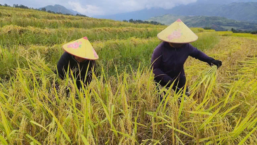 Mường Hum đẩy nhanh thu hoạch lúa Mùa, chuẩn bị đất cho vụ Đông