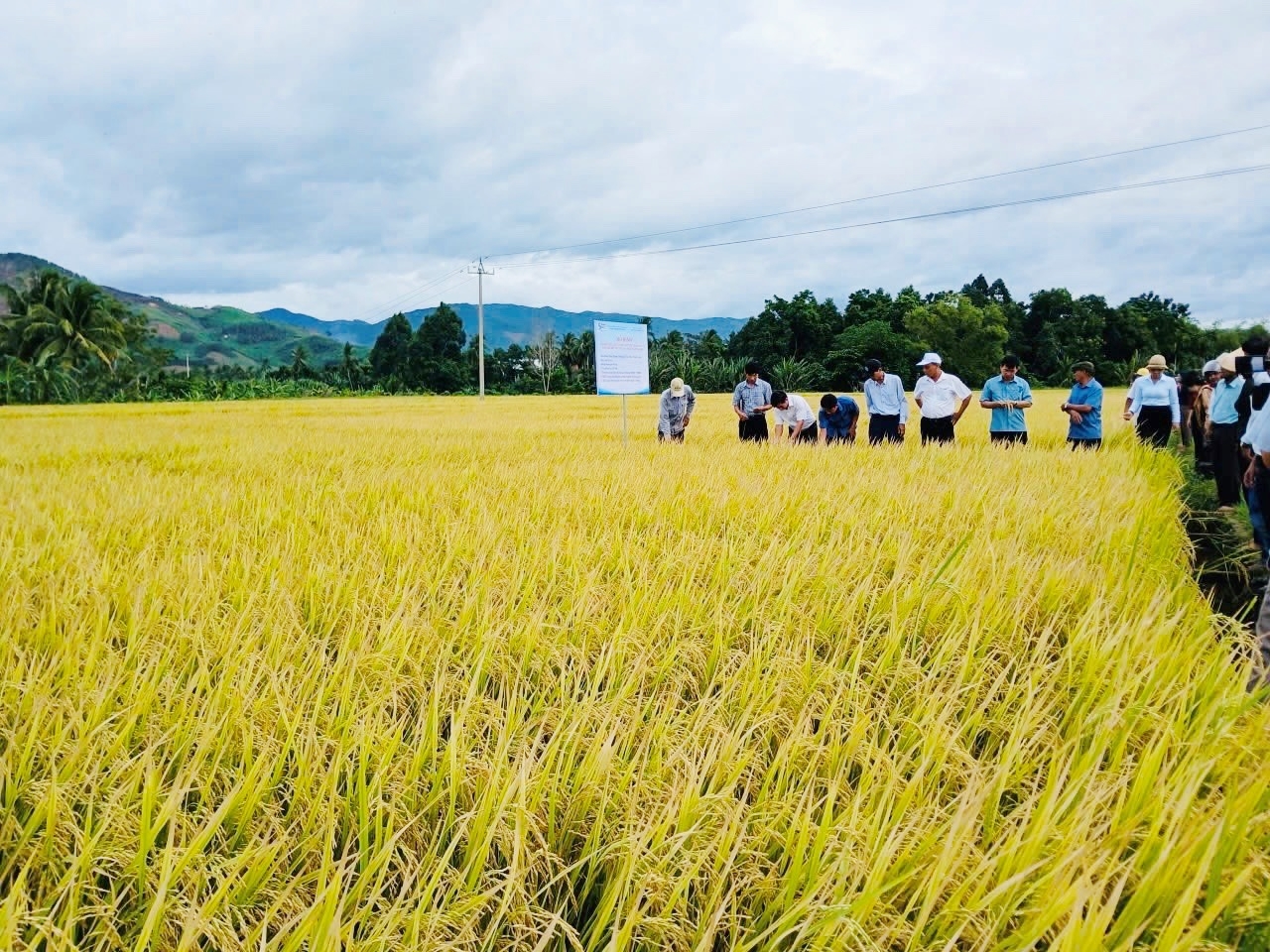 Gia Lai Sản xuất lúa đạt tiêu chuẩn hữu cơ, nâng cao hiệu quả kinh tế và giá trị sản phẩm