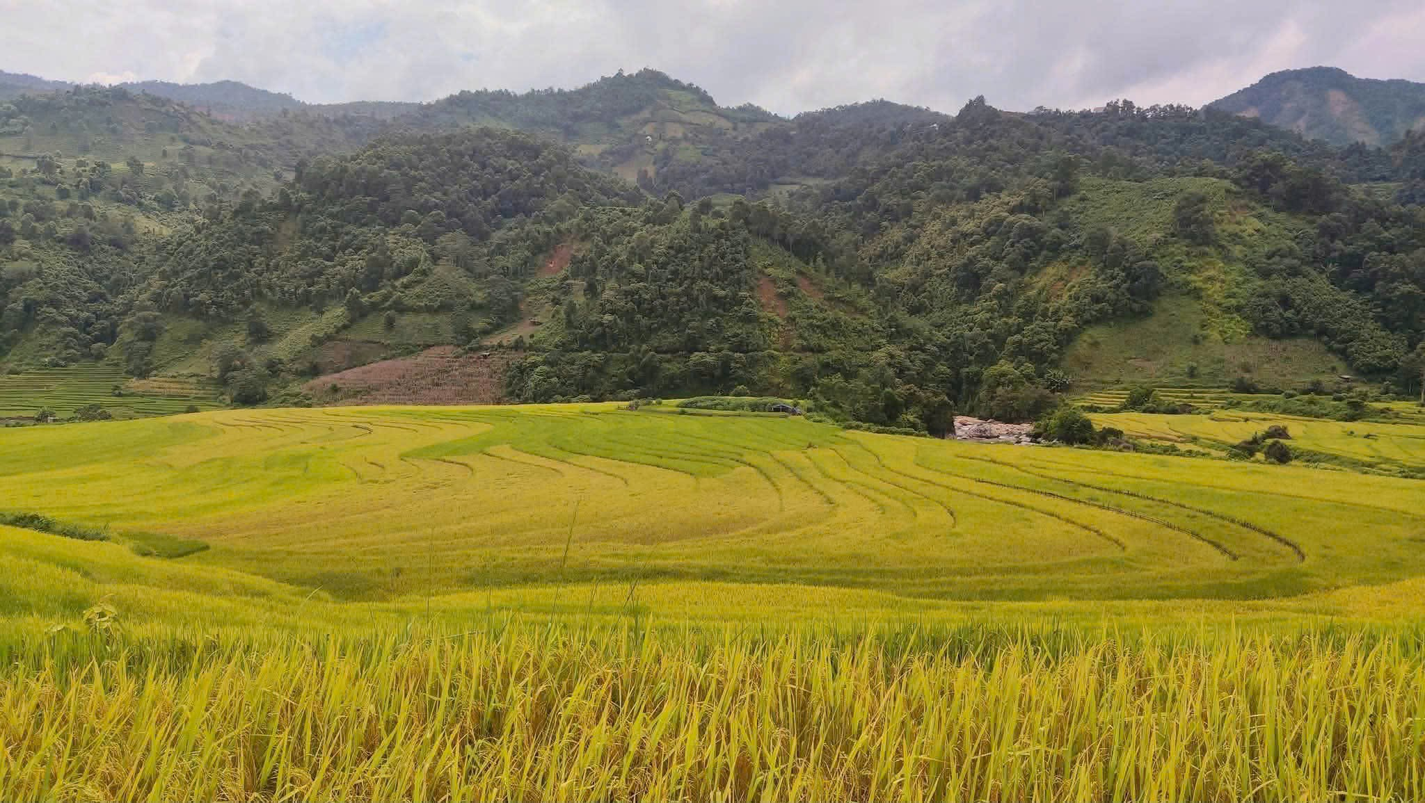 Mường Hum mùa lúa chín