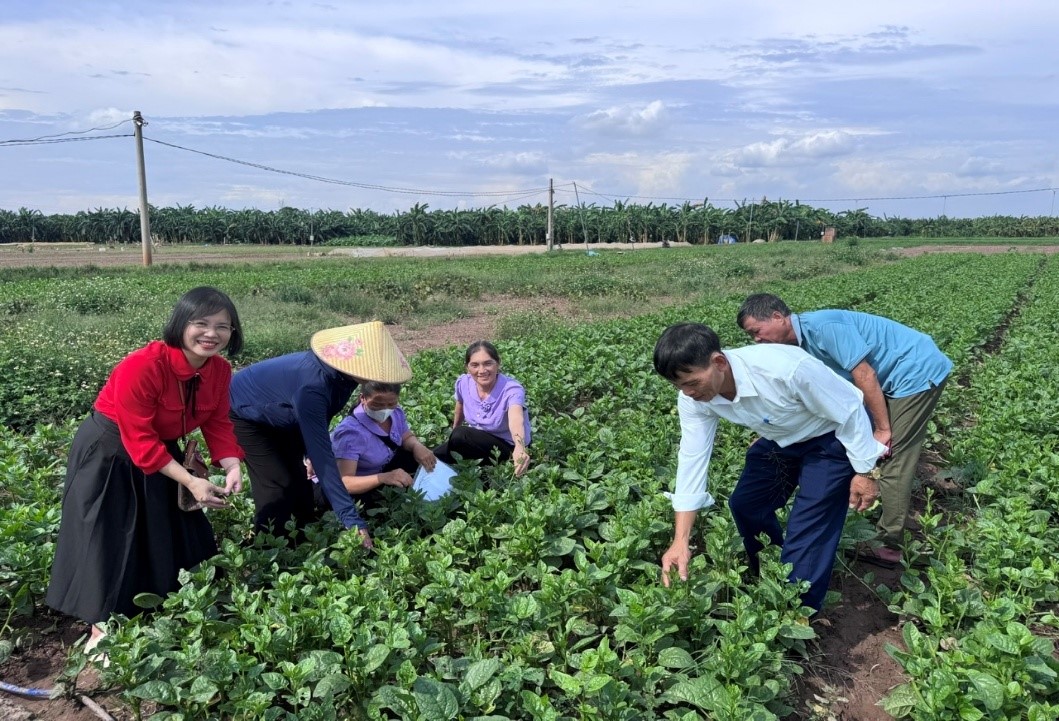 Tập huấn hướng dẫn quy trình sản xuất rau an toàn theo VietGAP tại tỉnh Bắc Ninh